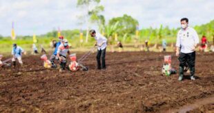 Presiden Jokowi Instruksikan Menteri Pertanian Tingkatkan Produktivitas Jagung